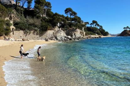 Una platja per a gossos a Catalunya.