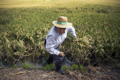 Un segador trabaja en un campo de arroz.