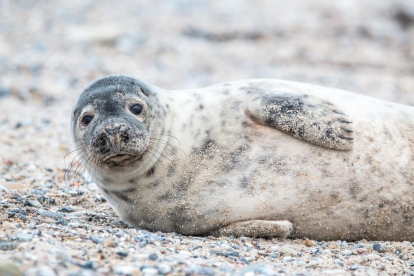 Imatge d'arxiu d'una foca.