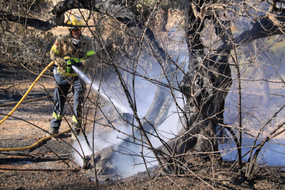 Un bomber remullant un dels arbres cremats a la zona del Puig Moltó al Perelló.