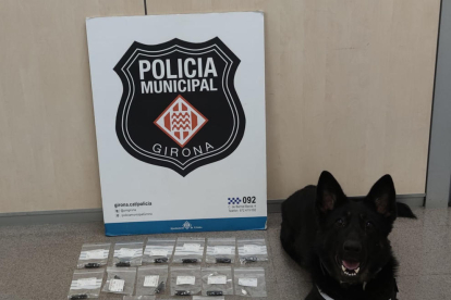 La Greta és la gossa de la unitat canina de la policia Municipal de Girona que va detectar la droga.