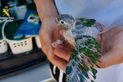 Uno de los ejemplares de aves exóticas encontrado por la Guardia Civil.