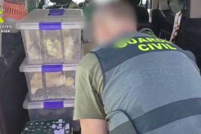 Los vendedores transportaban en furgoneta las aves para venderlas.