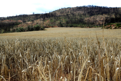 Identifiquen una proteïna vegetal amb tolerància a la sequera que augmenta la taxa de supervivència de les plantes