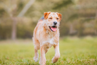 La gossa de raça 'border terrier' va recorre una disància que