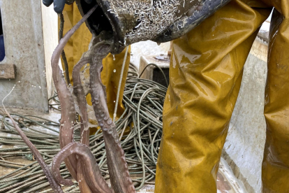 Un pop roquero en manos de un pescador.