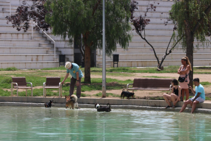 Propietaris de gossos remullant-se al parc de l'Espanya Industrial per fer front a l'onada de calor.