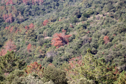 Algunos de los pinos afectados por la plaga en el Paraje Natural de Poblet.