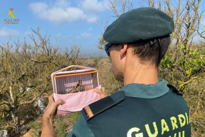 Imatge d'un dels ocells alliberats per la Guàrdia Civil.