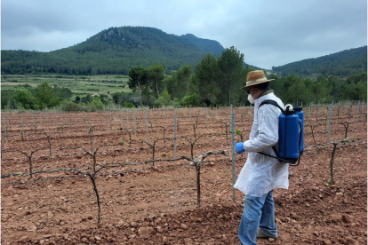 Un operari aplica un producte per protegir la vinya dels cabirols en una finca del Baix Penedès.