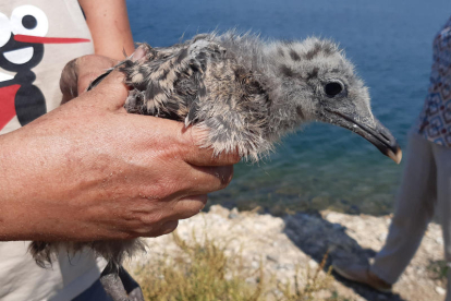 Imagen de un ejemplar de gaviota de Audouin.