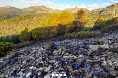 Superfície cremada durant l'incendi.