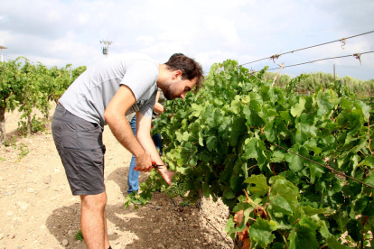 Gerard Mora, exalumne del grau d'Enologia de la URV, treballant en la finca experimental del Mas dels Frares a Constantí.