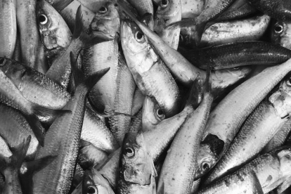 Imatge de sardines de Tarragona, una espècie amenaçada per la pujada de la temperatura de l'aigua del Mediterrani.