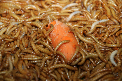Larvas de la empresa Iberinsect comiendo una zanahoria.