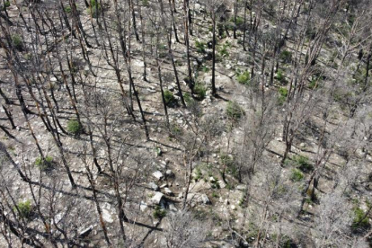 Fotografía realizada por un dron de la zona quemada de Corbera d'Ebre