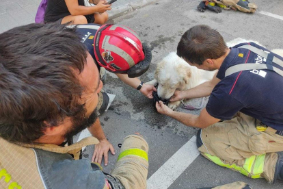 Bombers assistint l'animal un cop rescatat.