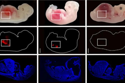 Imagen de los embriones que acompaña el artículo científico.