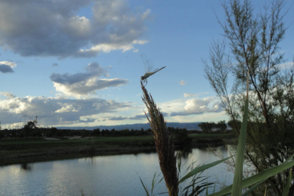 Las lagunas son un punto de encuentro de varias especies de aves.