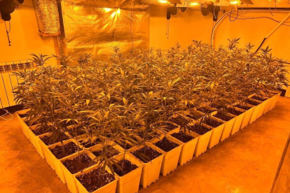 Imagen de la plantación de marihuana de Teià.