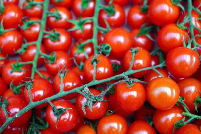 Alerten d'un brot de salmonel·la en els tomàquets cherry que afecta ja un centenar de persones