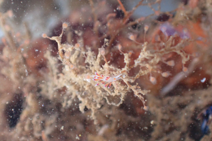 La zona más cercana a la bocana del Puerto es la que presenta niveles más altos de biodiversidad.