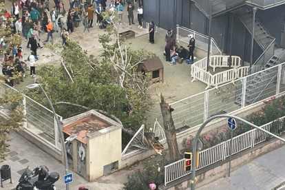Imatge d'un arbre caigut al pati de l'escola 30 Passos del barri de la Sagrera de Barcelona.