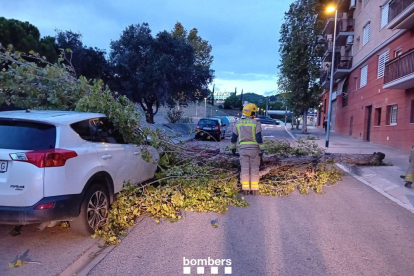 Un arbre caigut a causa del temporal de vent a Barcelona.