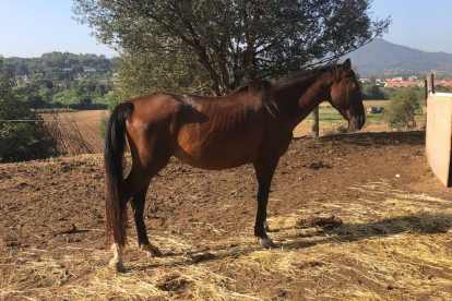 Un dels cavalls confiscats per les males condicions de manteniment a Vilanova del Vallès.