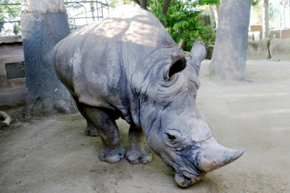 El rinoceront Pedro al Zoo de Barcelona.