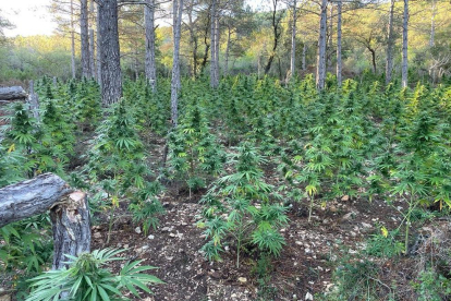 El cuerpo encontró las plantaciones en una zona boscosa y de difícil acceso llamada la Cabrera.