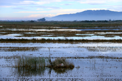 Un dels mollons que delimita la zona maritimoterrestre al delta de l'Ebre, dins un arrossar proper a la platja de la Marquesa.