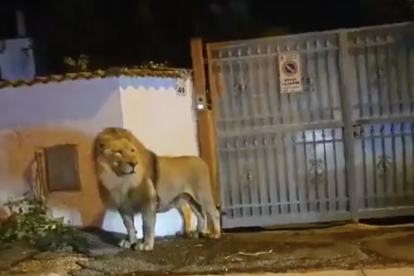 Imatge del lleó que es va escapar d'un circ prop de Roma.