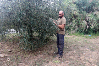 Sergi Claramunt revisant les oliveres d'una de les seves finques, després de patir un robatori.