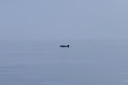 Imatge d'un dofí a Salou.