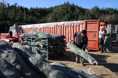 Els arbres de Nadal cultivats a Can Jover Cultius, a punt per vendre.