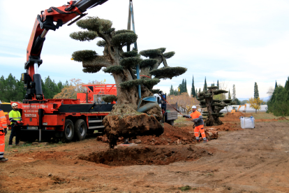 Els operaris replanten a Godall una olivera monumental rescatada d'un viver.
