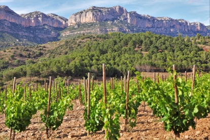 Vinyes als peus del Montsant