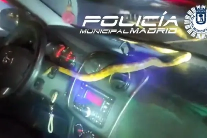 La Policía ha retirado una serpiente del maíz de un coche.