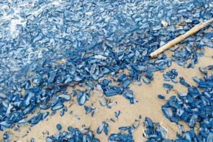 Imatge de les velelles a la platja de Roda.