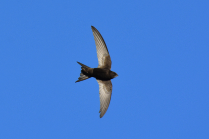 El falciot negre, que sovint es confon amb l’oreneta, és una au migratòria que torna a la primavera.