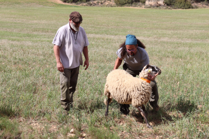 Un dels alumnes del curs de pasturatge de Concactiva intentant agafar una ovella.