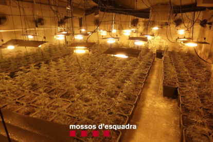 Imatge de la plantació de marihuana desmantellada a Ulldecona.