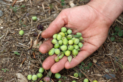 Imatge d'una collita d'olives.