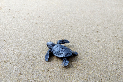 Una cria de tortuga careta.