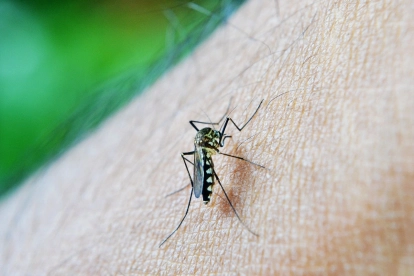 Imatge d'arxiu d'un mosquit sobre la pell