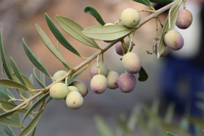 Olives en una branca abans de ser collides, a Vimbodí i Poblet.