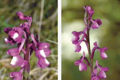 Una planta nord-africana que creix a les Muntanyes de Prades.