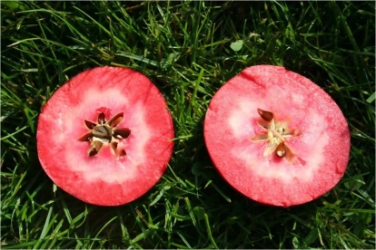 Pomes de polpa vermella.