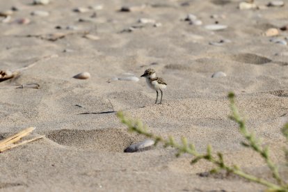 Un dels pollets de corriol camanegre que han nascut a la platja de Tamarit